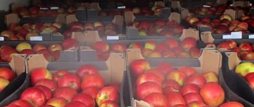 Задержание контрабанды польских яблок