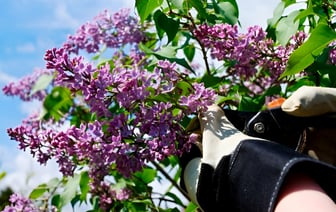 Как продлить жизнь букета сирени?