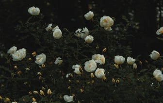 Беларусь стала главным экспортером яиц в Россию