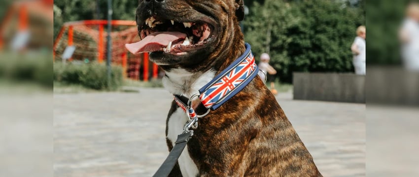 Ирландия запретила эту породу собак после нападения со смертельным исходом, в результате которого погибла женщина.