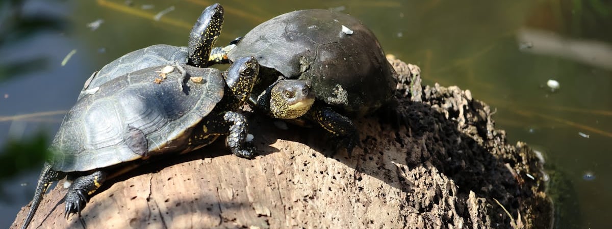 Российские войска обстреляли объекты Нафтогаза