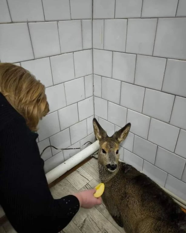 Работники скорой помощи в Столинском районе спасли тонувшую косулю. Появились подробности