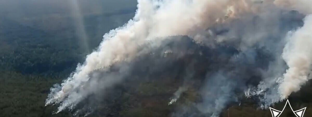 Порядка 70 гектаров. На Полесье произошел крупный лесной пожар — Видео