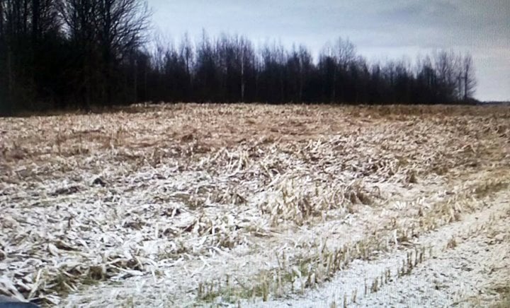 Какое наказание получил директор одного из белорусских сельхозпредприятий за уничтожение урожая кукурузы?