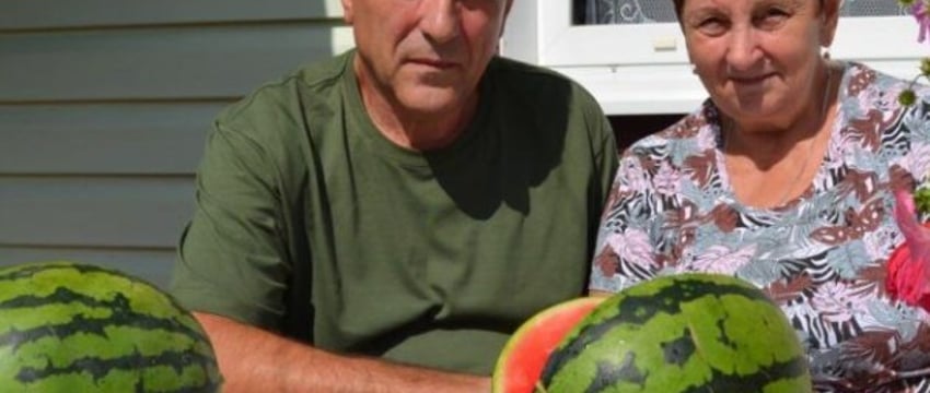 Не хуже астраханских. Семейная пара из Крупского района рассказала секрет идеальных арбузов