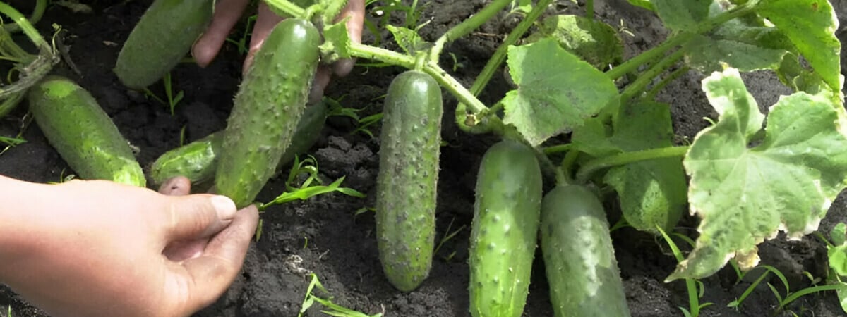 Всходы появятся уже на третий день. Как белорусам быстро вырастить огурцы при помощи кипятка? — Полезно