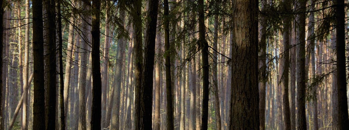 Сейм Литвы проголосовал за выдачу гуманитарных ВНЖ белорусам на 3 года