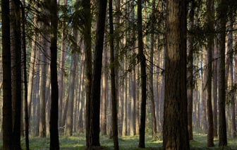 Сейм Литвы проголосовал за выдачу гуманитарных ВНЖ белорусам на 3 года