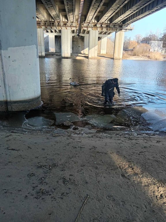 В Бресте спасли лебедя