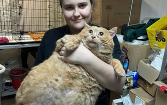 Бездомного кота откормили до 17 кг, он не может ходить