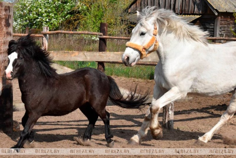 Ветврач КУСП «Березовское» рассказала о пути в профессию
