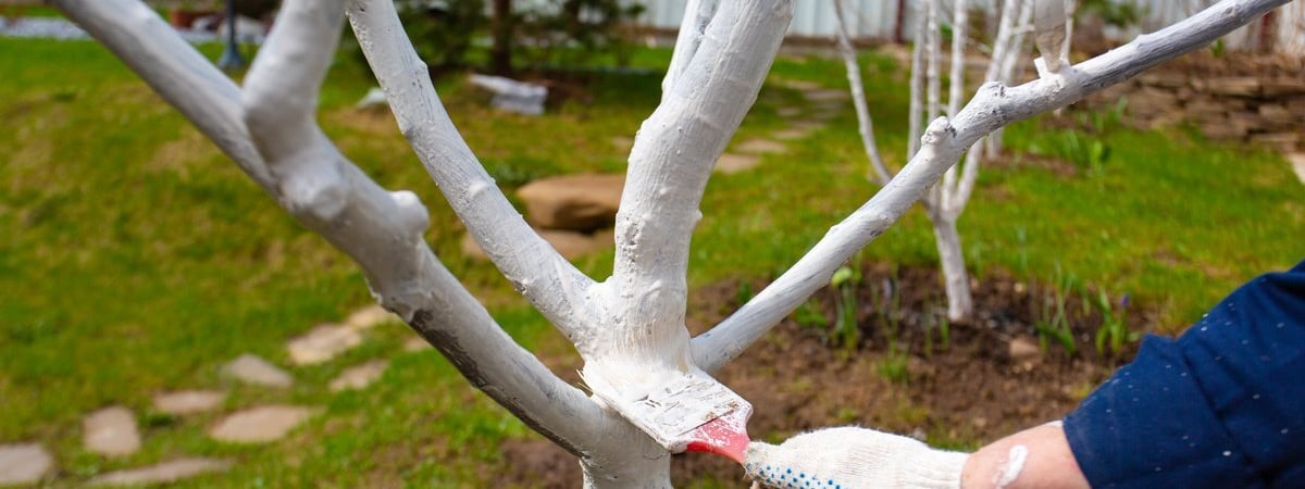 «Точно не поможет от тли» — Ландшафтный дизайнер призвала не белить деревья весной. Почему? — Мнение