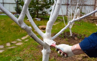«Точно не поможет от тли» — Ландшафтный дизайнер призвала не белить деревья весной. Почему? — Мнение