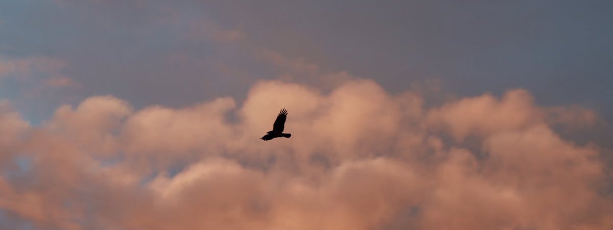 Растительное масло на мировом рынке за месяц подорожало на 7,5%