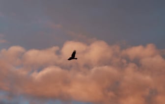 Растительное масло на мировом рынке за месяц подорожало на 7,5%