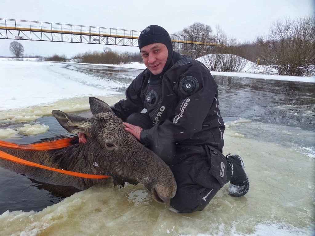 В Гомельской области спасли лосиху