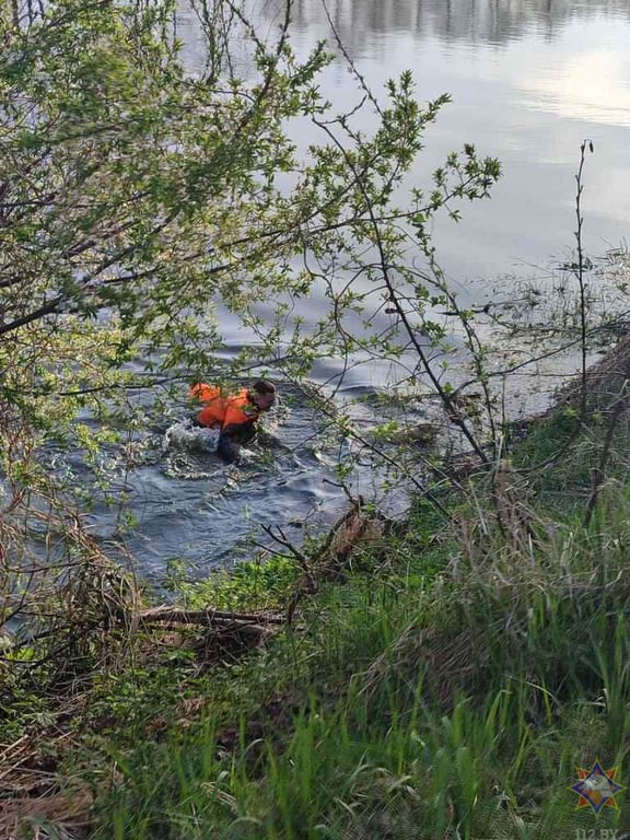 Жабинковские спасатели помогли ягненку, который оказался в реке