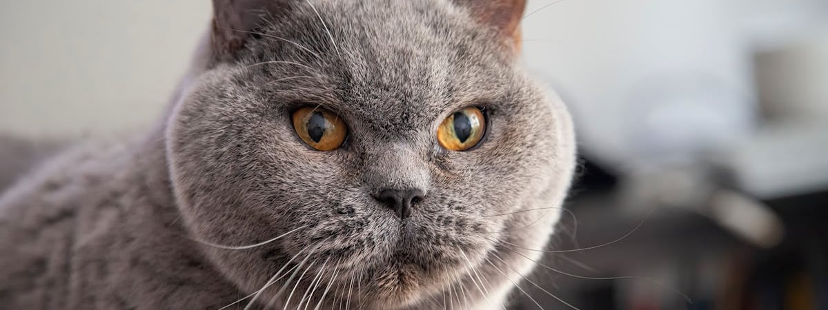 В Чернобыльской зоне загорелся лес на площади 20 гектаров