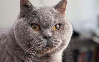 В Чернобыльской зоне загорелся лес на площади 20 гектаров