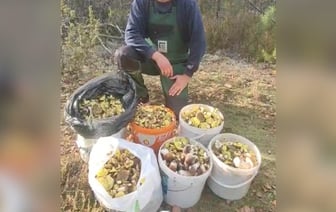 «Куда столько?» Белорус похвастался шикарным «уловом» грибов