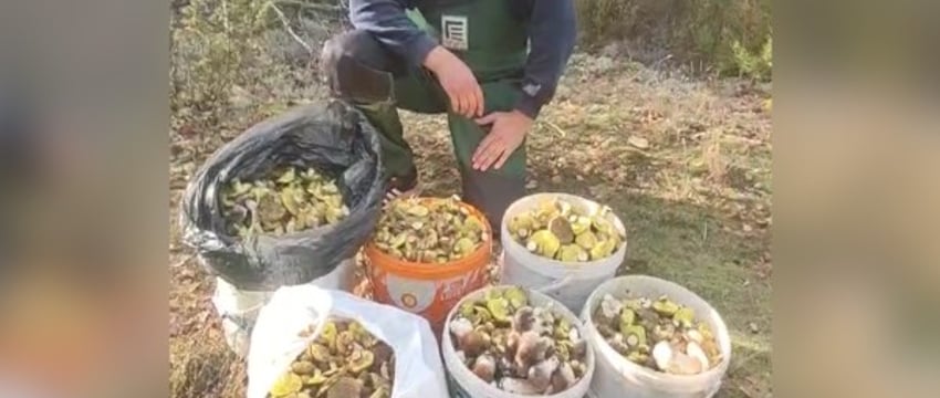 «Куда столько?» Белорус похвастался шикарным «уловом» грибов