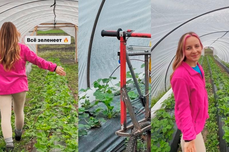 Необычный самодельный аппарат для ухода за клубникой показала в своем блоге жительница Брестской области