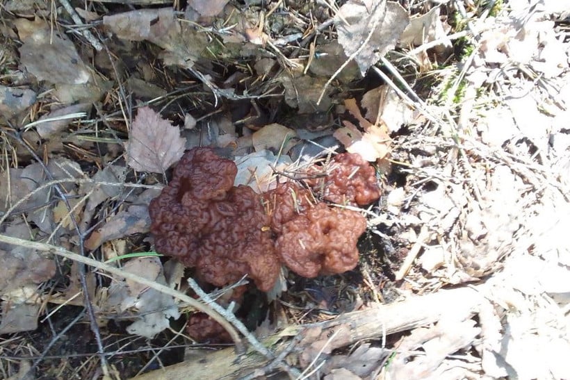 Маслята, подберезовики, боровик... Белорусские грибы рванули слишком рано