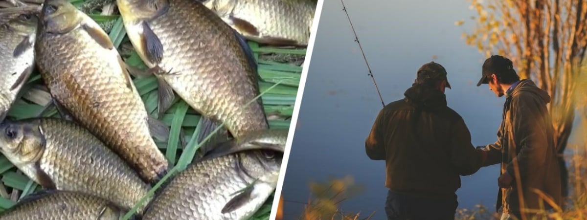 Эти 4 запаха привлекут карася осенью. Где и в какую погоду смотреть на пузырьки, чтобы принести домой богатый улов? — Полезно