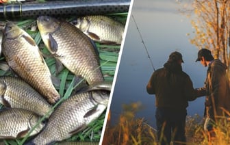 Эти 4 запаха привлекут карася осенью. Где и в какую погоду смотреть на пузырьки, чтобы принести домой богатый улов? — Полезно