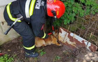 Спасение собаки из забора в Пружанах