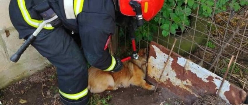 Спасение собаки из забора в Пружанах