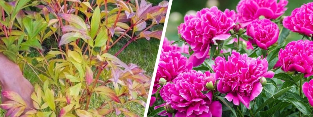 Обязательно сделайте это с пионами после заморозков. Кусты будут ломиться от цветов в следующем сезоне — Полезно