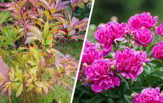 Обязательно сделайте это с пионами после заморозков. Кусты будут ломиться от цветов в следующем сезоне — Полезно