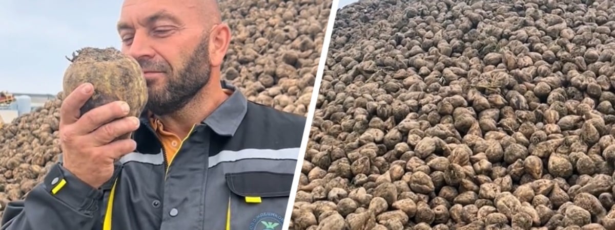 «У нас по дороге валяются» — На Жабинковском сахарном заводе показали горы, которые «пахнут деньгами» — Видео