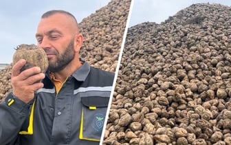 «У нас по дороге валяются» — На Жабинковском сахарном заводе показали горы, которые «пахнут деньгами» — Видео