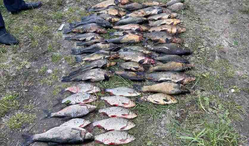 Браконьеров в Столинском районе поймали с поличным. Один из них сбежал, но на следующий день сдался