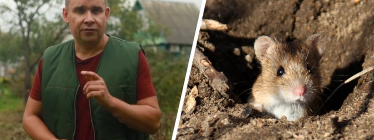 Больше никаких грызунов в саду. Садовод показал 2 способа, как не дать перезимовать мышам на участке — Полезно