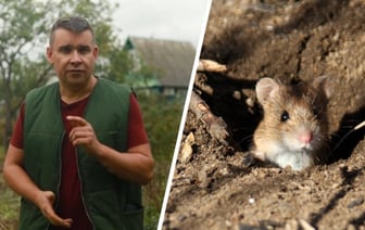 Больше никаких грызунов в саду. Садовод показал 2 способа, как не дать перезимовать мышам на участке — Полезно