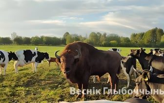 Зубр снова присоединился к коровьему стаду в Глубокском районе. Что с ним сделают?
