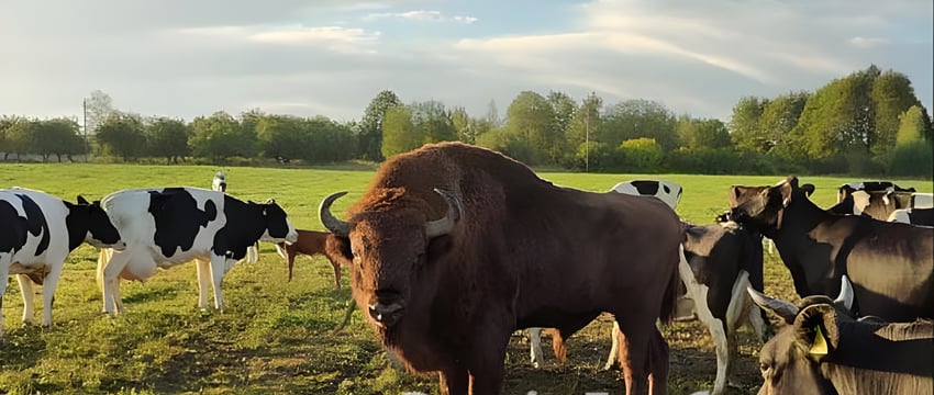 Зубр снова присоединился к коровьему стаду в Глубокском районе. Что с ним сделают?