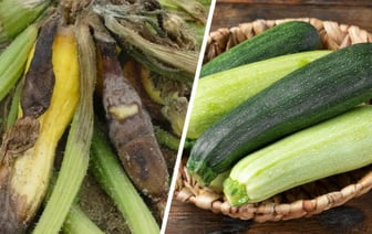 Почему гниют завязи и плоды кабачков? Вот как решить проблему без покупки дорогих средств — Полезно