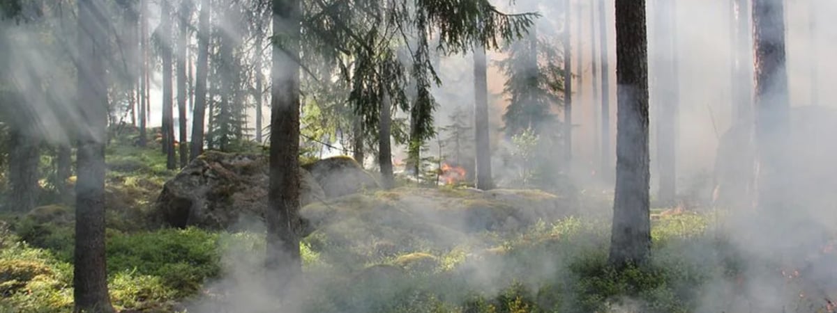 Минлесхоз запретил ходить в лес в 17 районах Беларуси. Какая область вся «красная» и как не получить штраф?