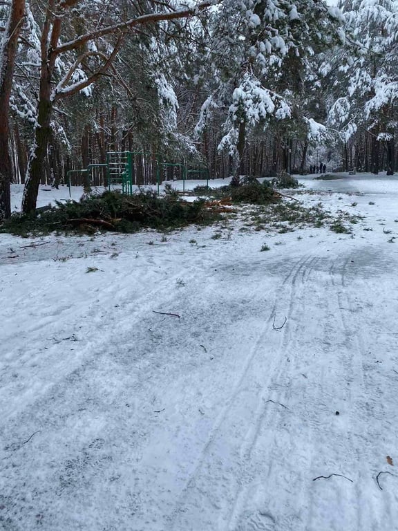 Жителей Бреста просят временно не ходить в парки. И вот почему