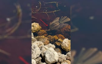 Это видео с «рыбогусем» собрало более 600 тыс просмотров в TikTok. Что за птица? — Видео