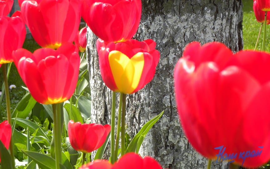 Тюльпан с рисунком сердца вырос у жительницы Брестской области