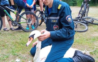В шее застряла рыболовная блесна. Кобринские спасатели пришли на помощь лебедю
