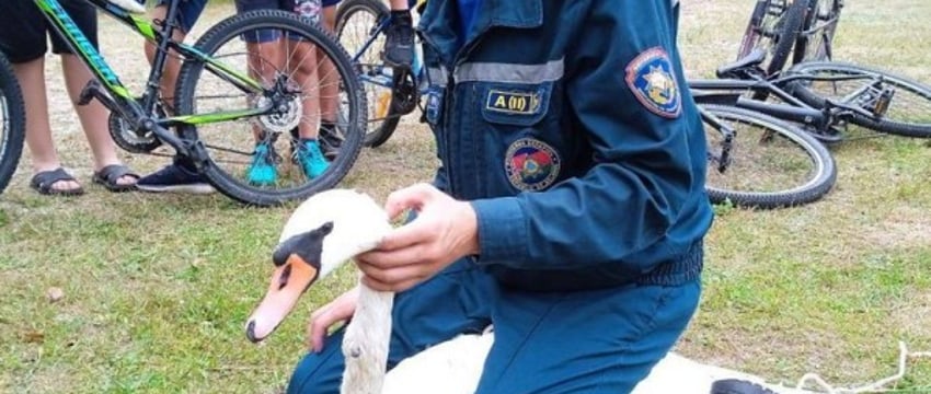 В шее застряла рыболовная блесна. Кобринские спасатели пришли на помощь лебедю