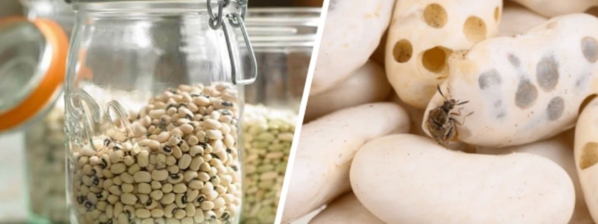 Как защитить фасоль от вредителей? Вот что бабушки клали в банку, чтобы оставалась невредимой — Полезно