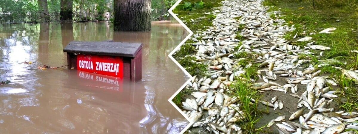 «Похоже на небольшой апокалипсис» — Поляки показали, во что превратились города и леса после наводнения — Фото