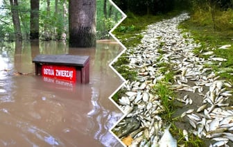 «Похоже на небольшой апокалипсис» — Поляки показали, во что превратились города и леса после наводнения — Фото